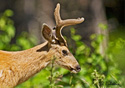 Odocoileus hemionus